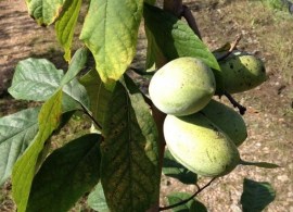 asimina-triloba-nc1 (1)